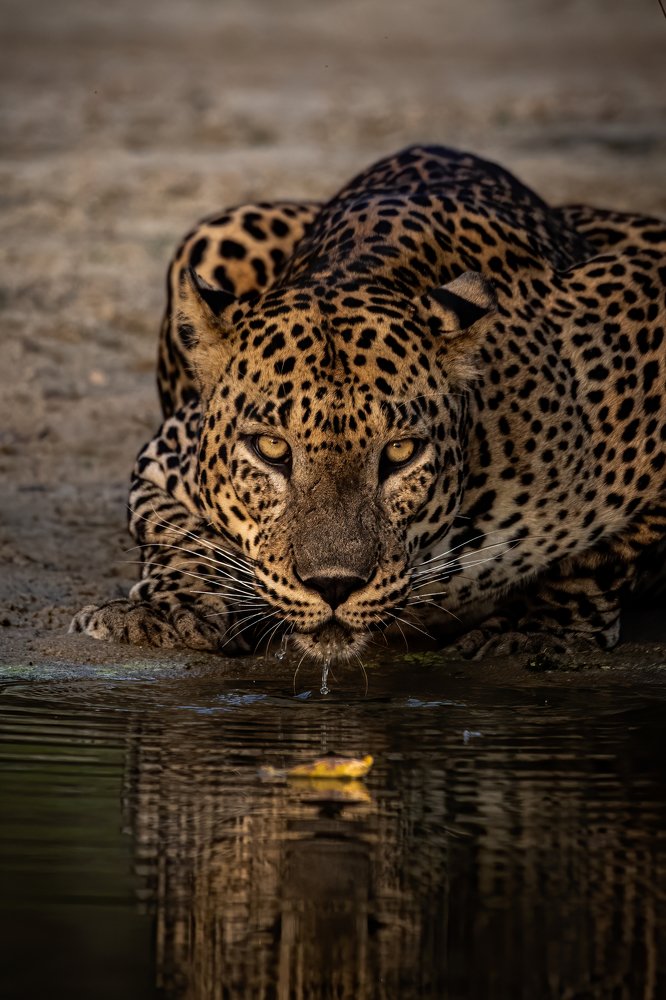 Photograph by Ansala Botheju