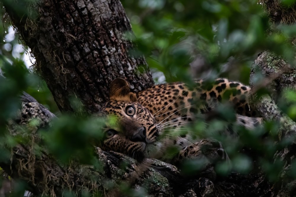 Photograph by Ansala Botheju