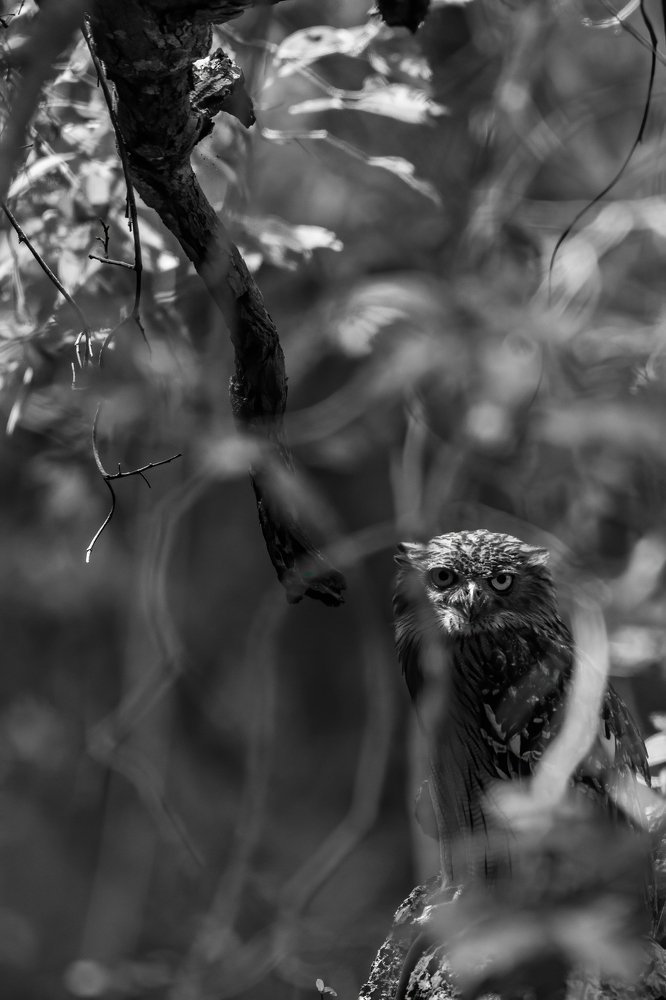 Photograph by Ansala Botheju