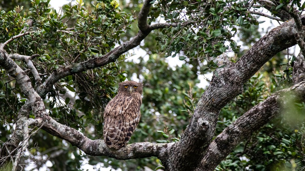 Photograph by Ansala Botheju