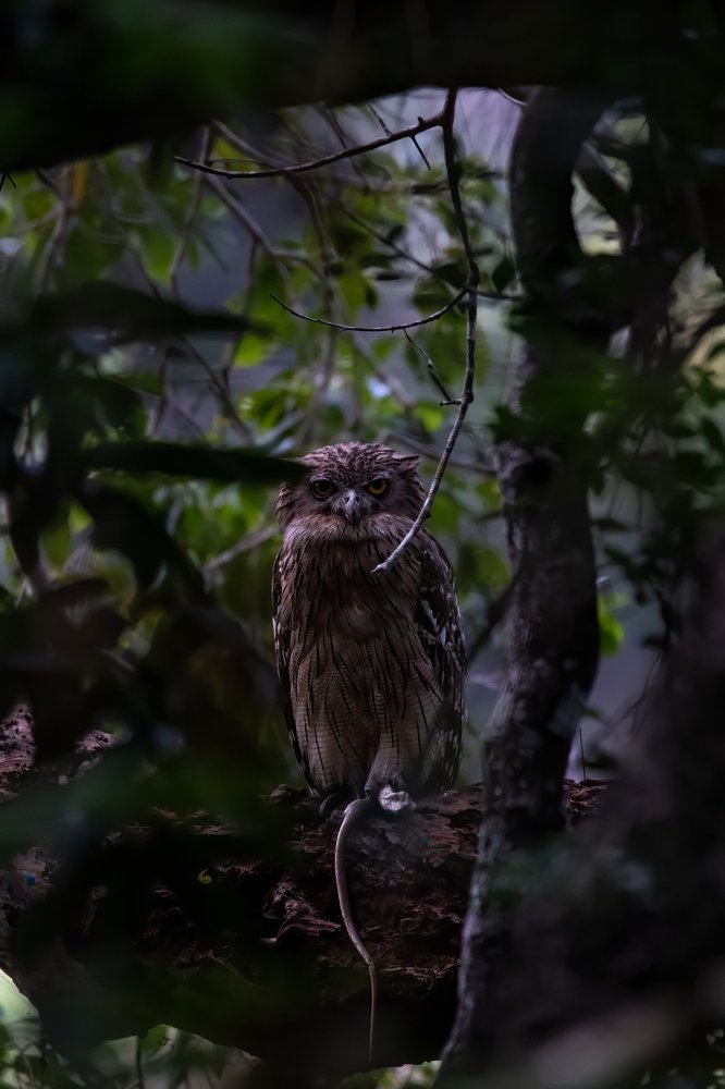 Photograph by Ansala Botheju