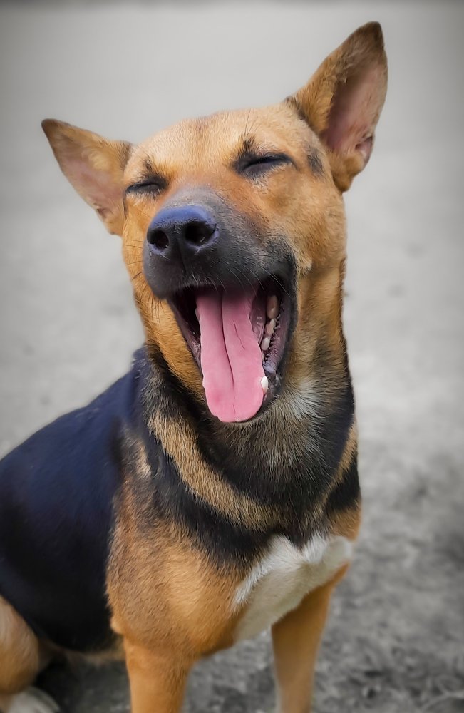 Photograph by Shakti brata Bhattacharjee