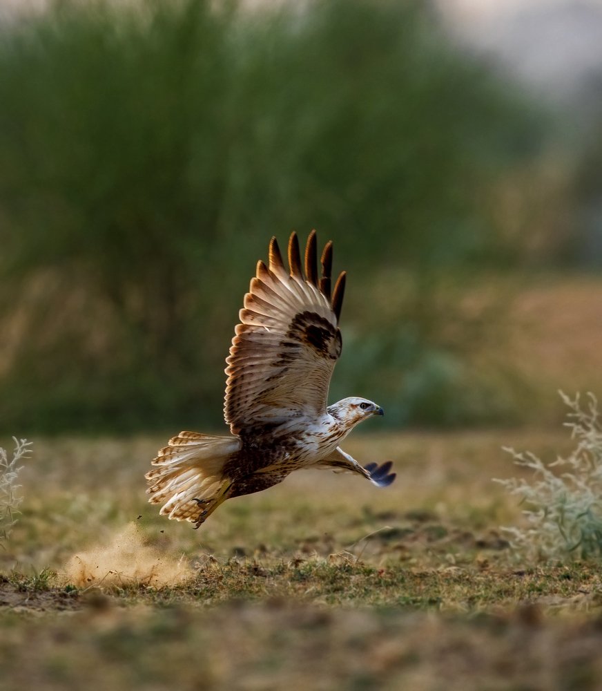 Фотография автора hitesh chawla