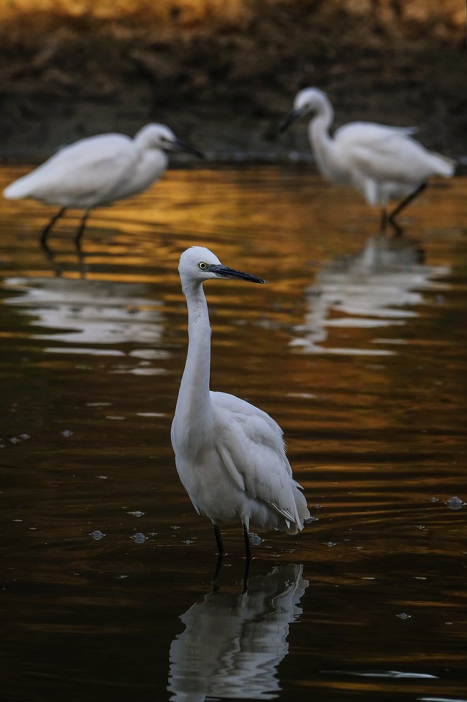 Малая белая цапля.