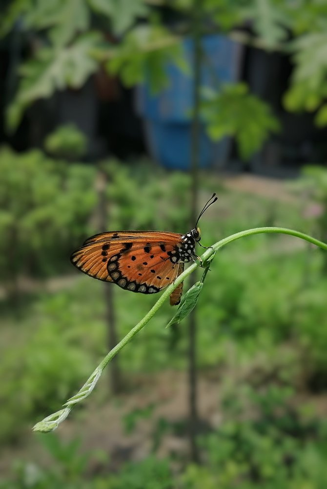 Tawny Coster butterfly