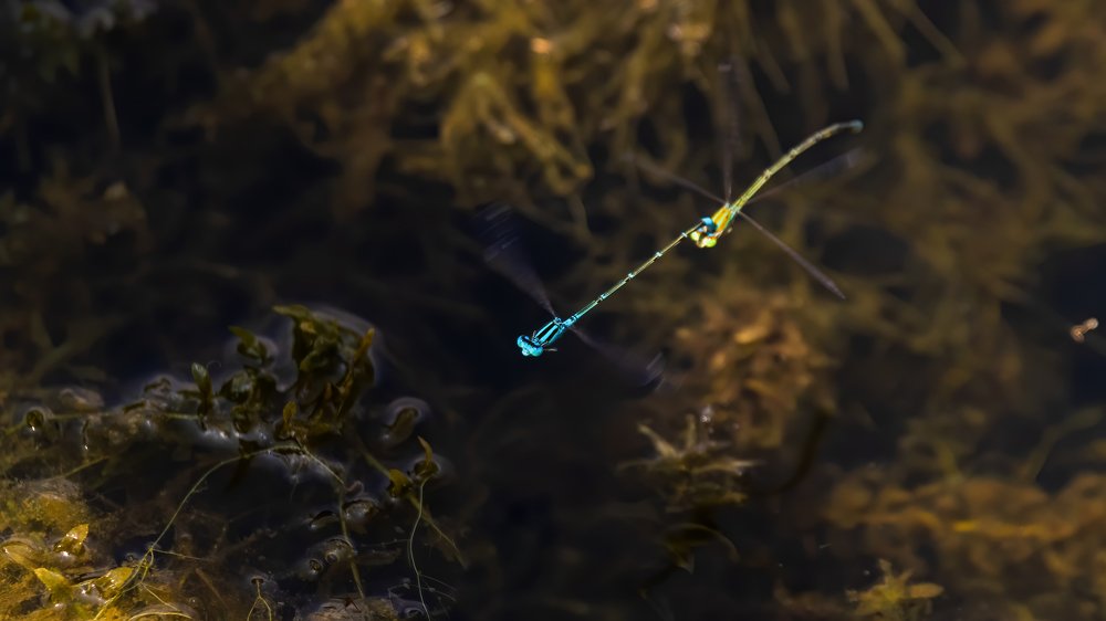 Photograph by Ansala Botheju