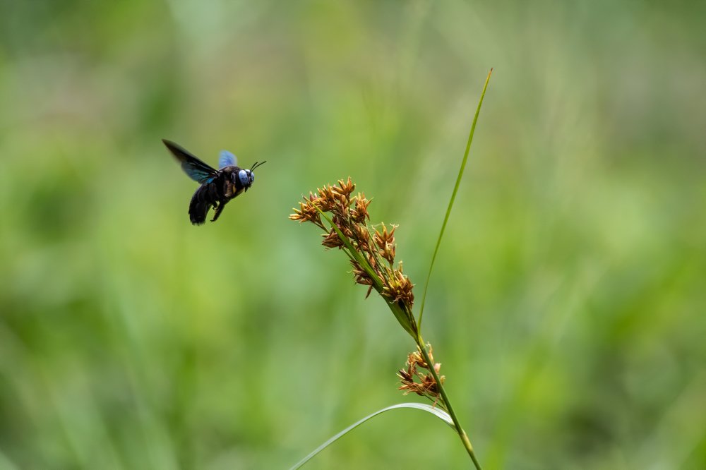 Photograph by Ansala Botheju