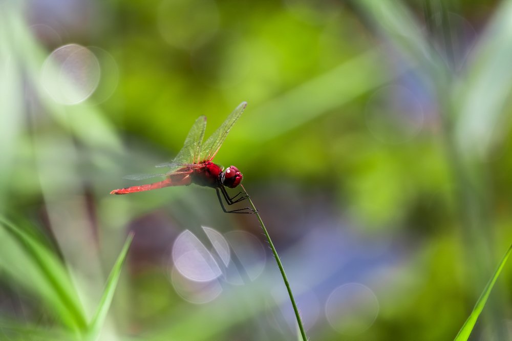Photograph by Ansala Botheju