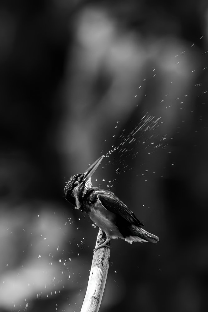 Photograph by Ansala Botheju