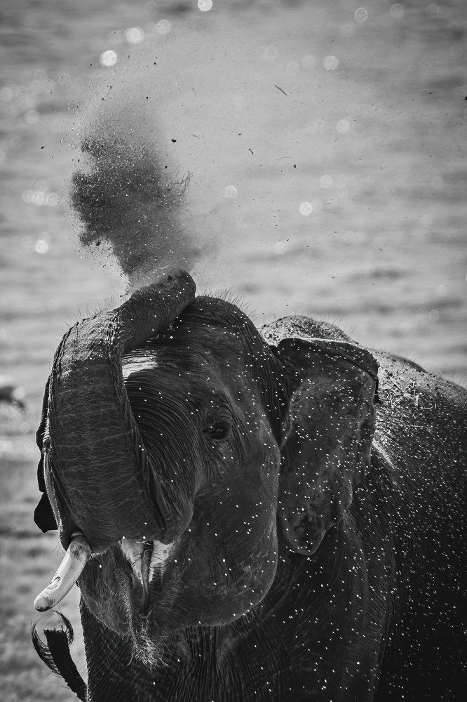 Photograph by Ansala Botheju