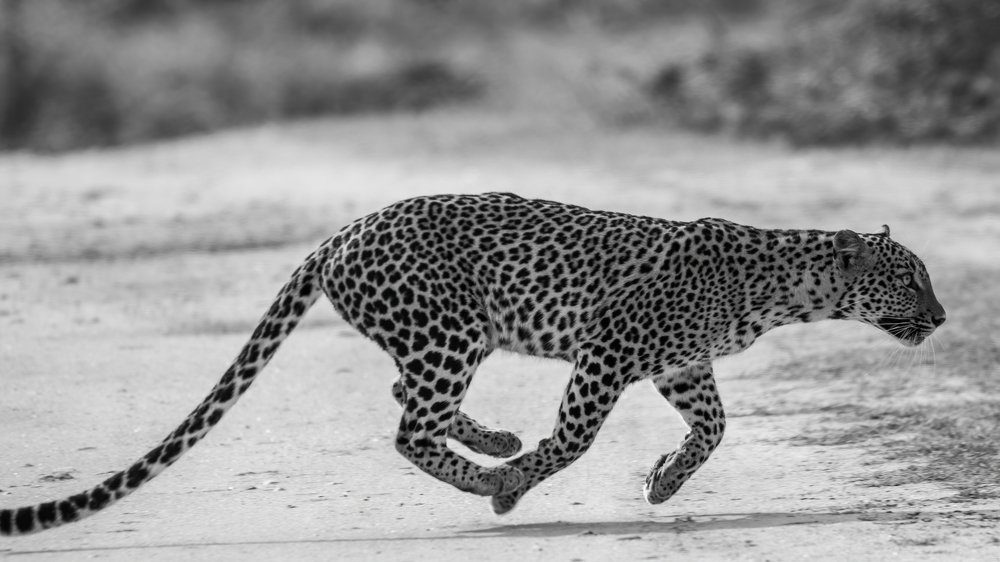 Photograph by Ansala Botheju