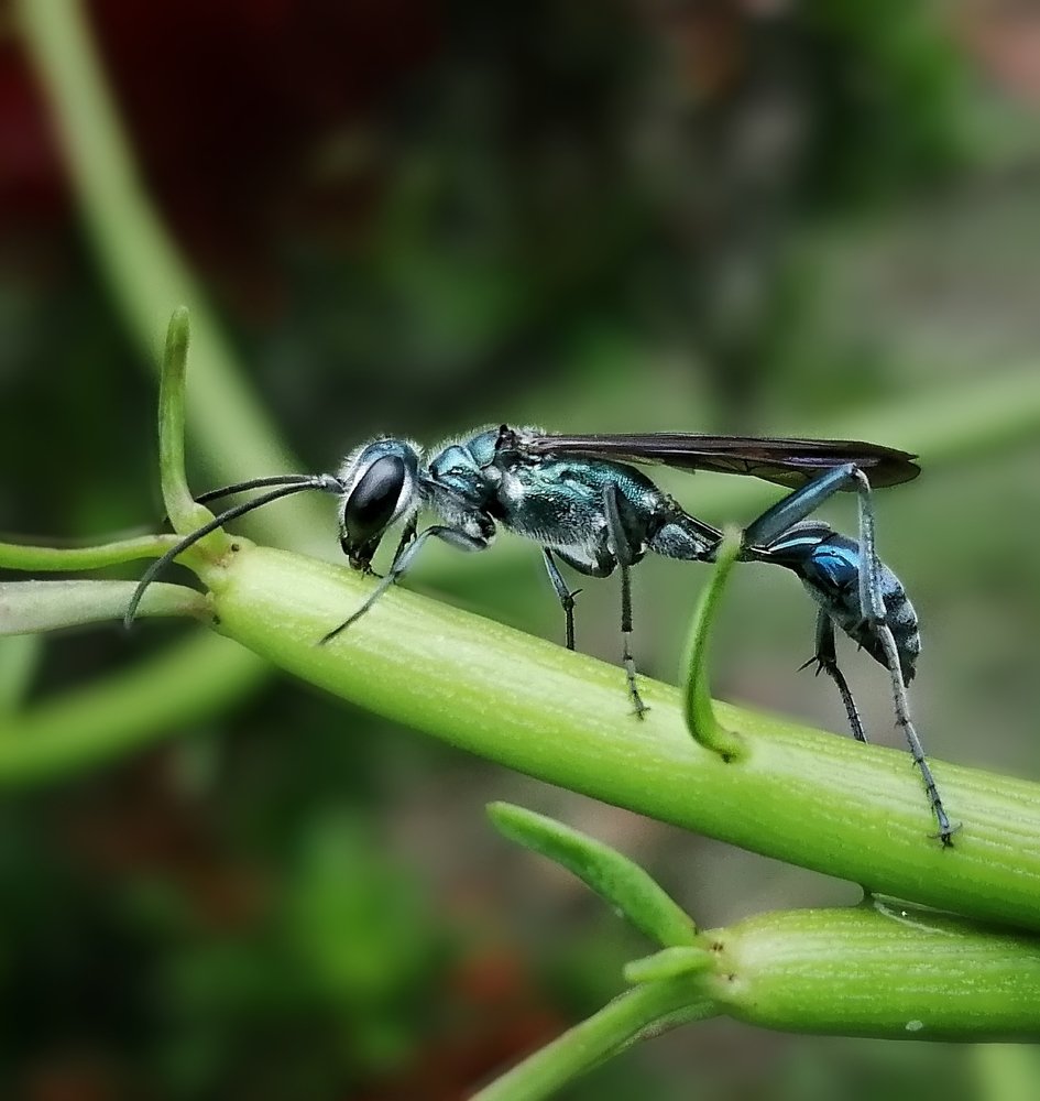 Blue Mud dauber