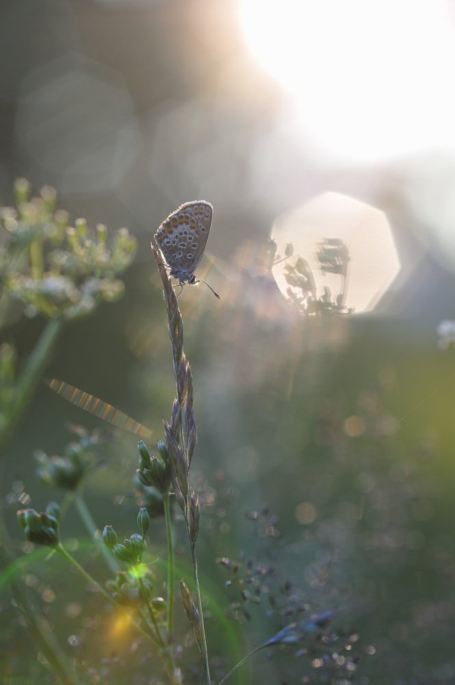 Photograph by Григорий Пиль