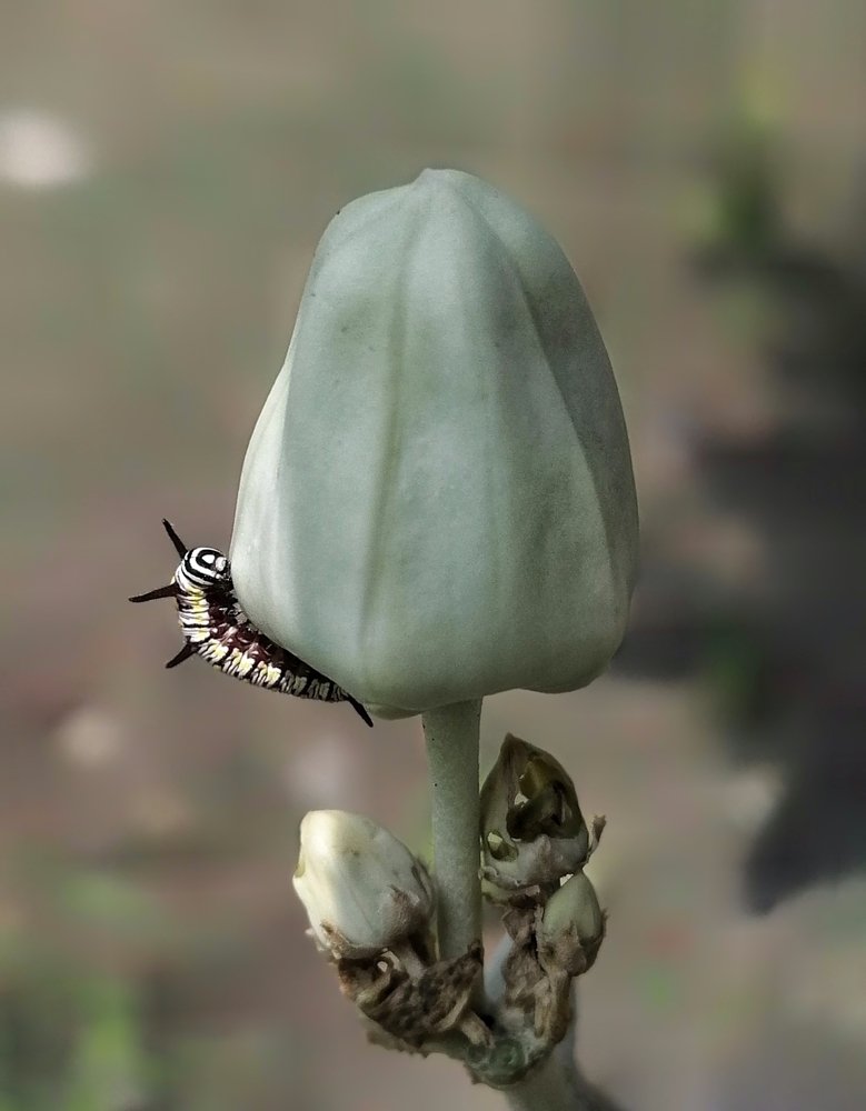 Catterpillar on Datura flowers buds.