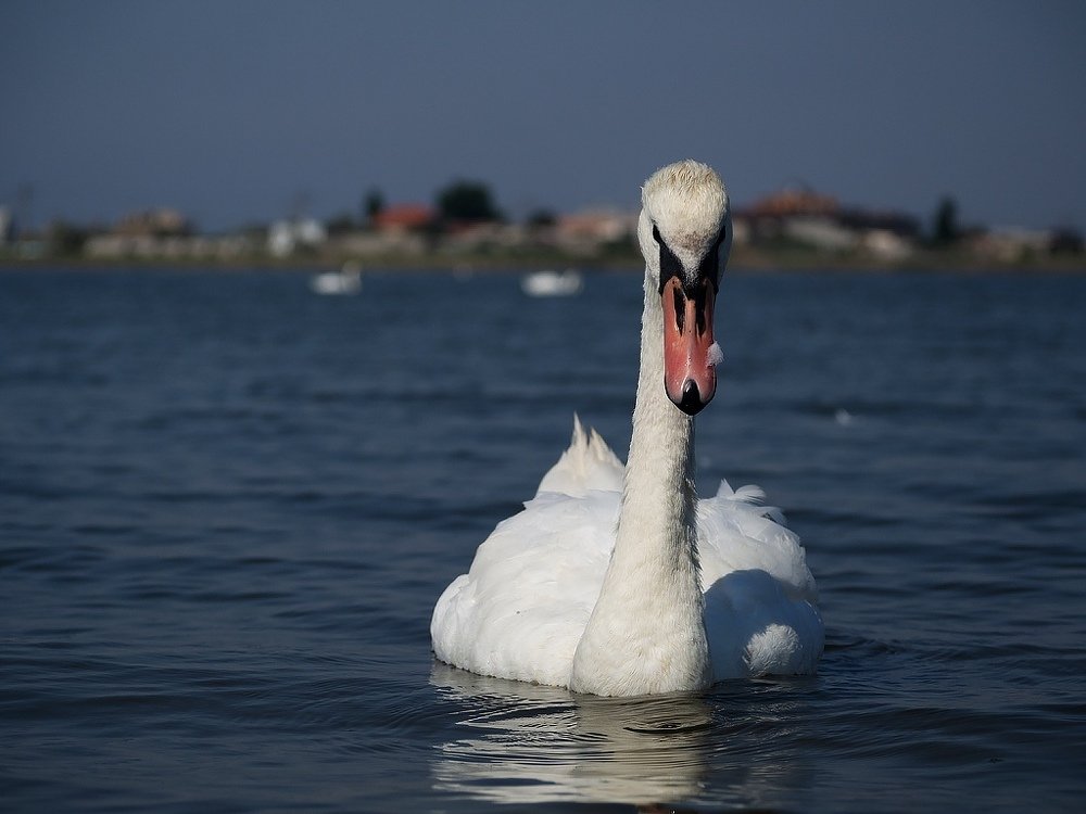 Фотография автора Елена Бурцева