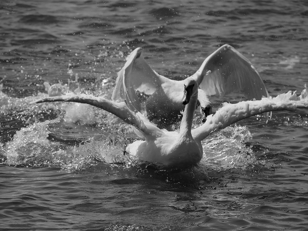 Фотография автора Елена Бурцева