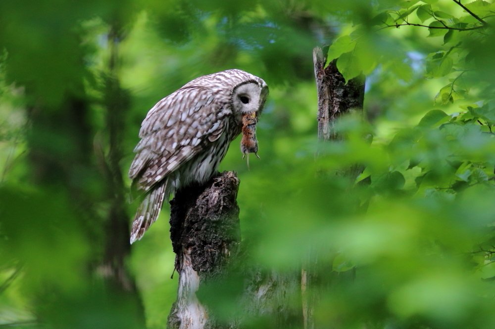 Photograph by Владимир Шебаршенко