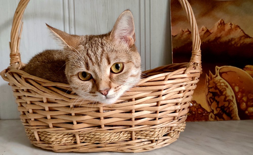 Вместо яблок