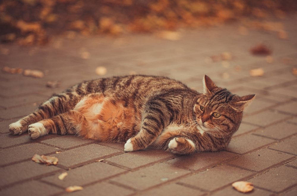 Photograph by Юлия Тарасенко