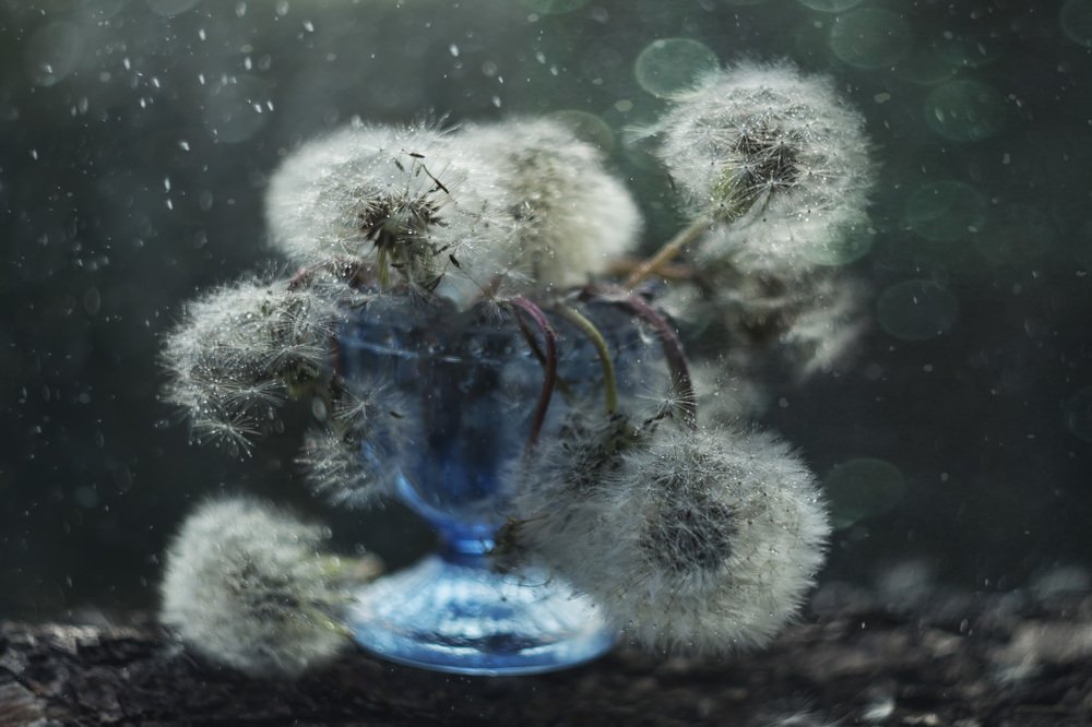 Photograph by Лионелла Зимина