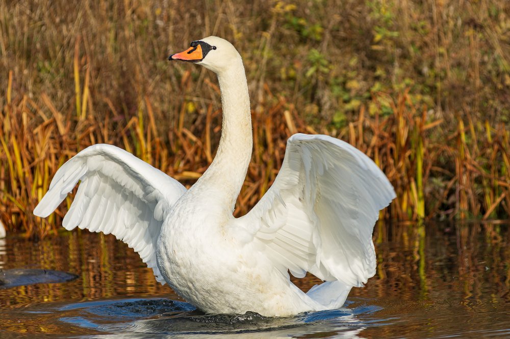 Photograph by Алексей Кузьмин
