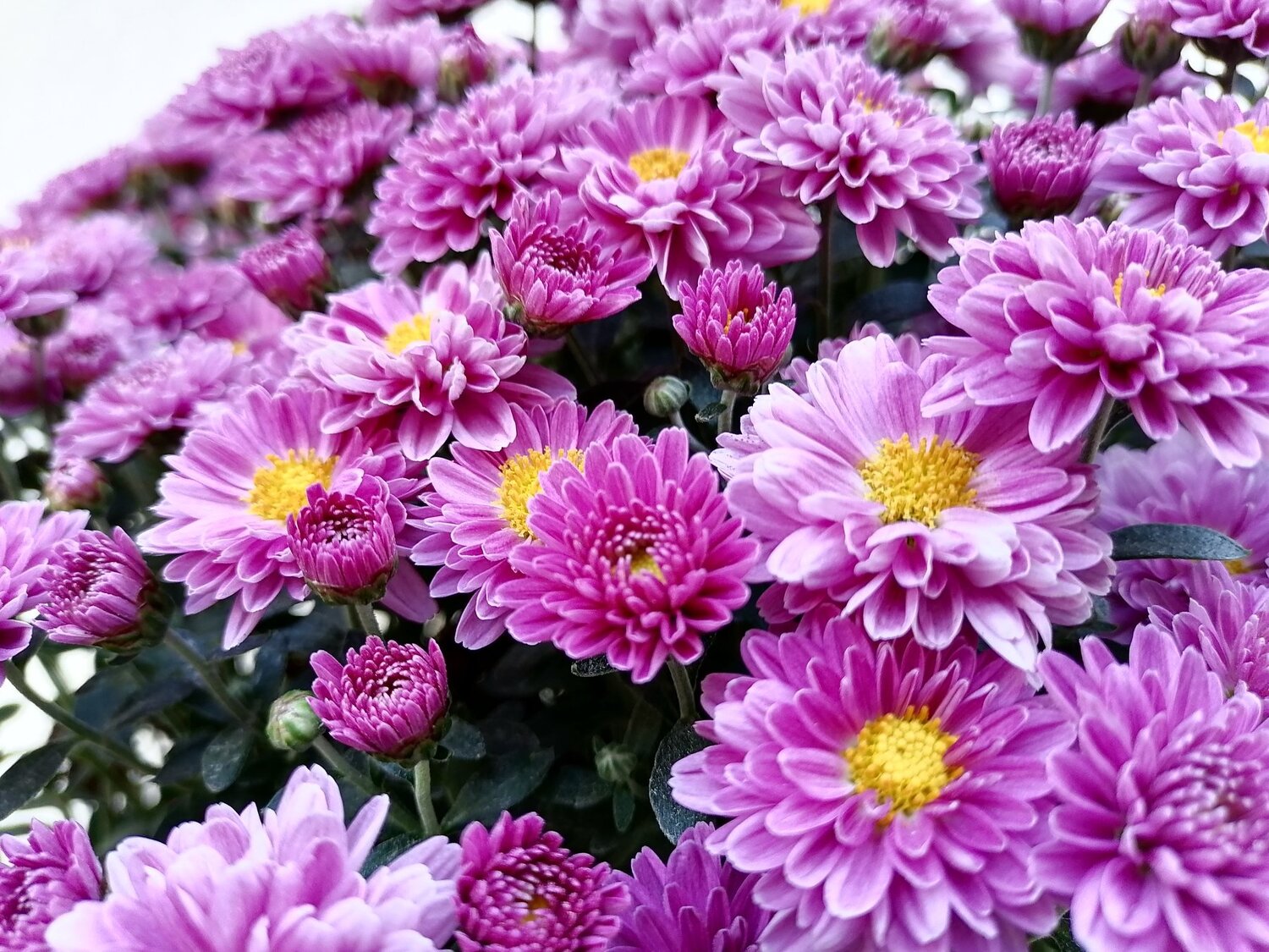 Chrysanthemum