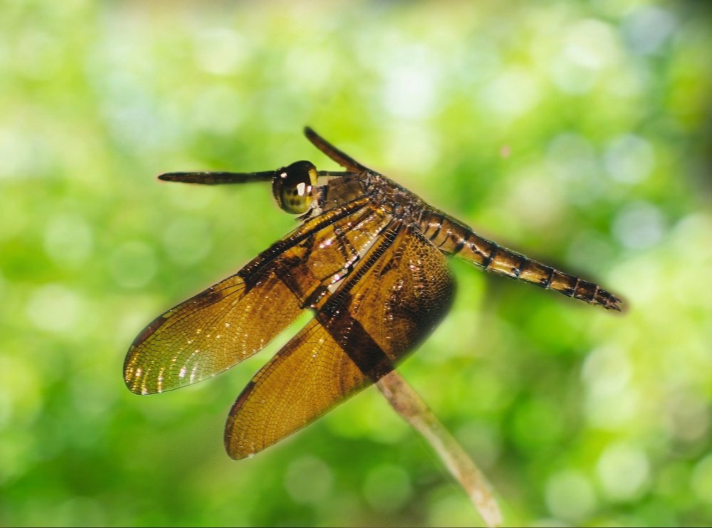 Photograph by Devanandana N