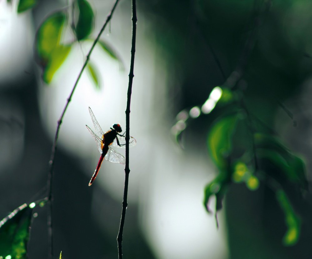 Photograph by Devanandana N