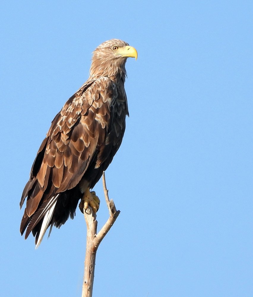 Высоко сижу, далеко гляжу...