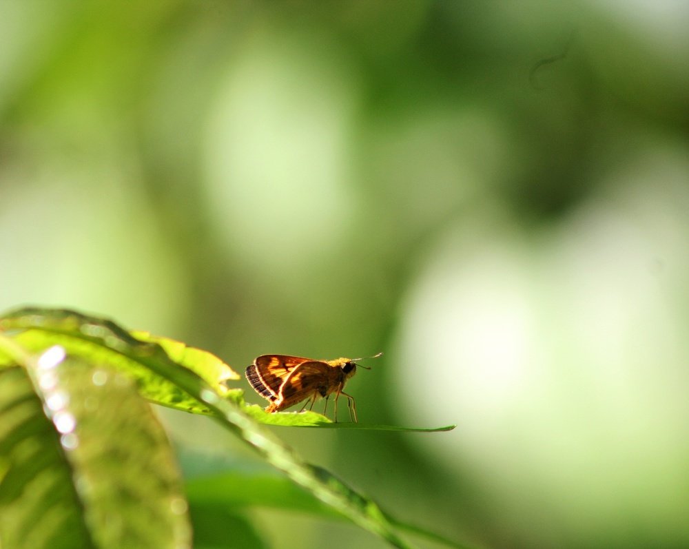 Photograph by Devanandana N