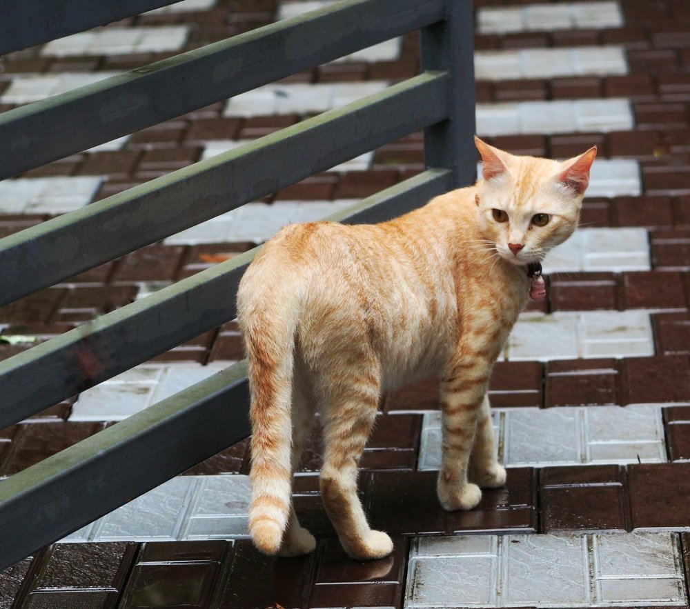 Photograph by Devanandana N