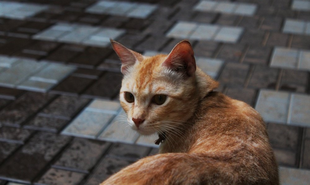 Photograph by Devanandana N