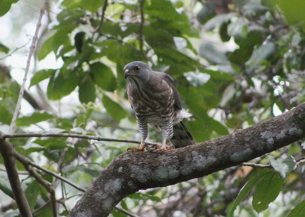 Photograph by Devanandana N