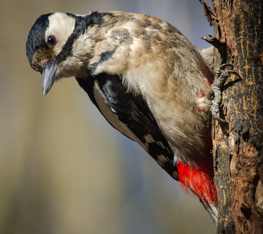 любопытный