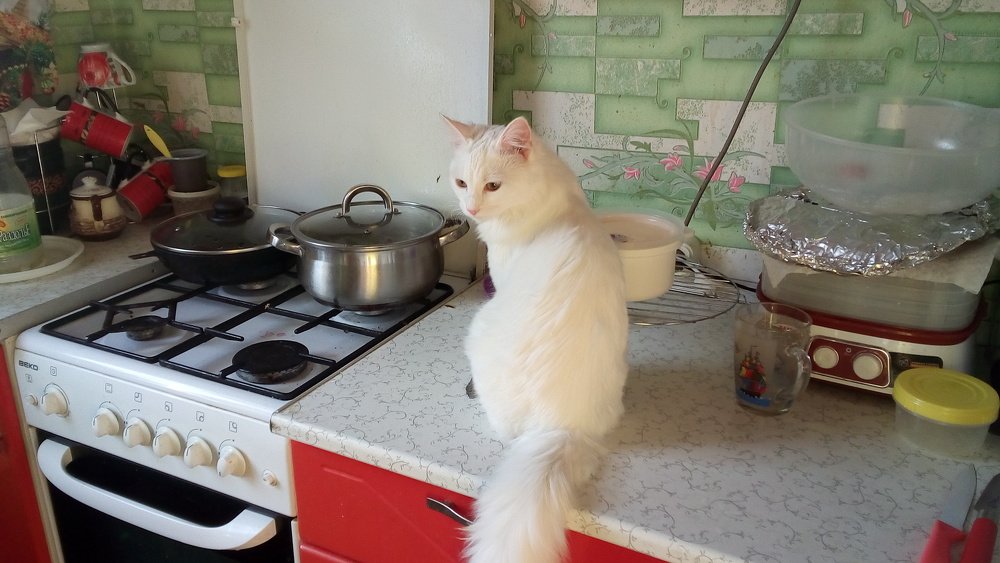 Photo #5110830