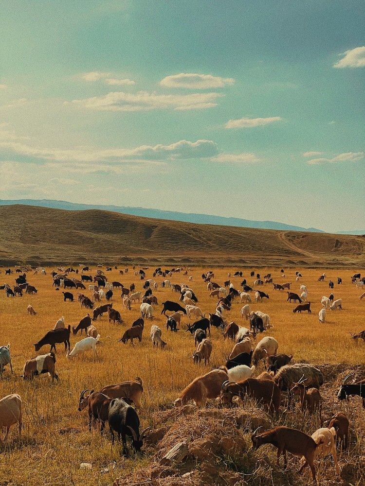 Фотография автора Дима Бурза