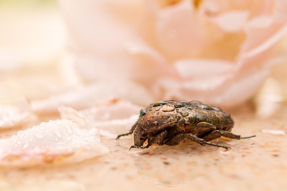 Photograph by Лис Ната