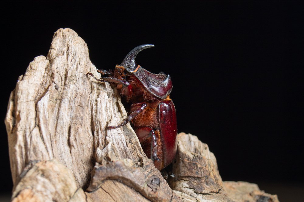 Photograph by Лис Ната