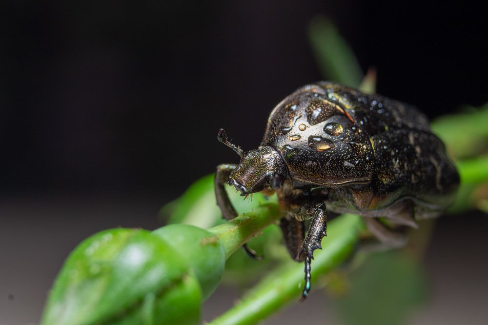 Photograph by Лис Ната