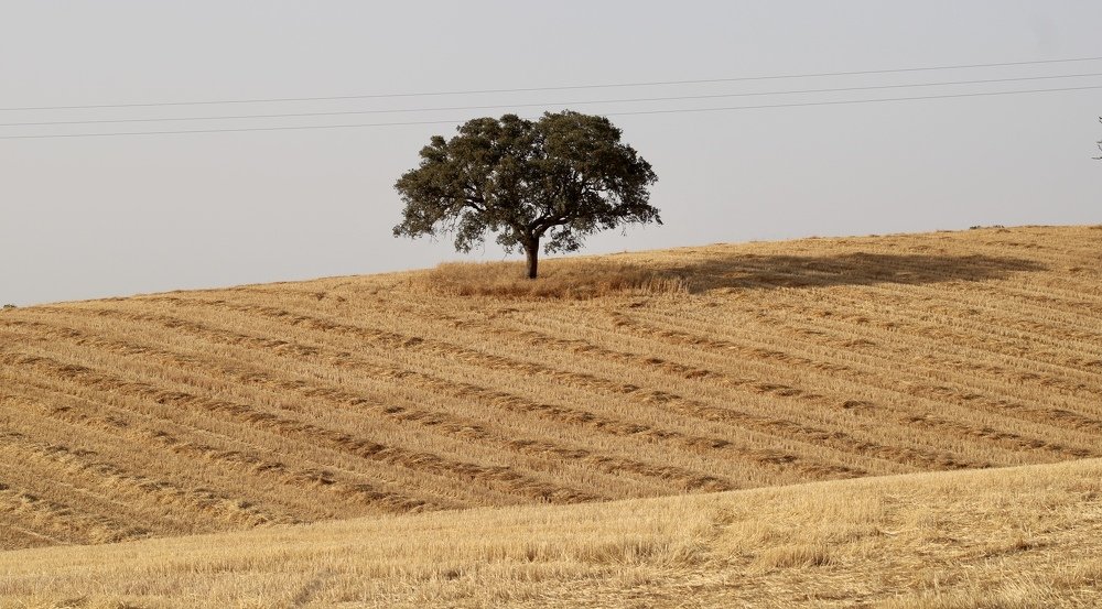 Photograph by Olga Pereira