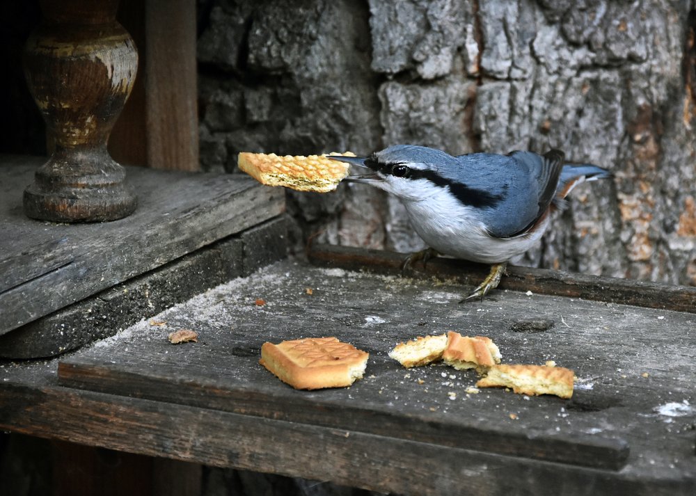 Photograph by Елена Куннова