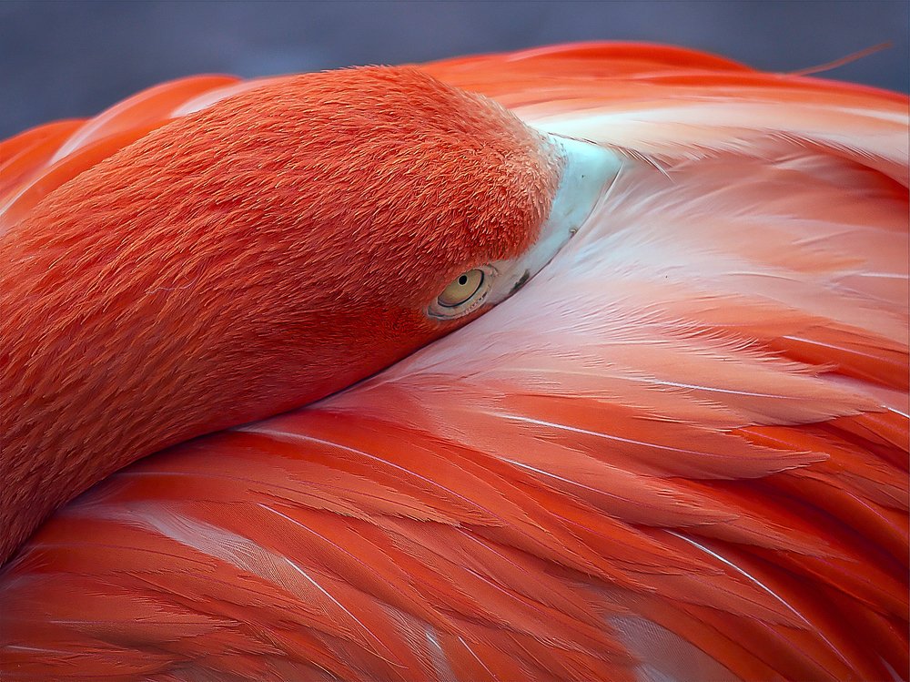 Розовых фламинго грёзы...