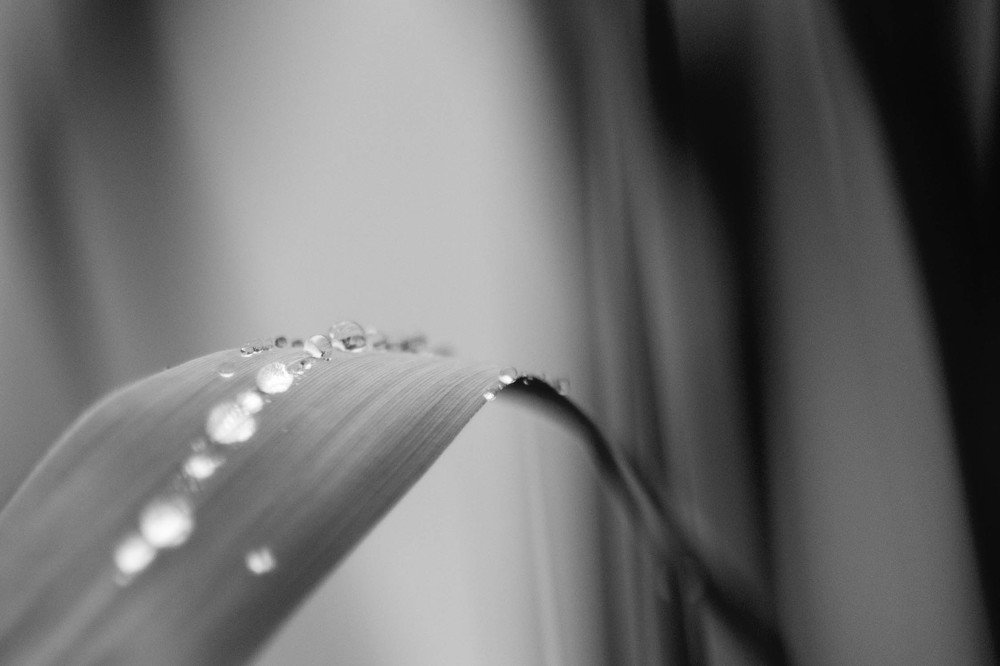 Photograph by Dmytro Tur