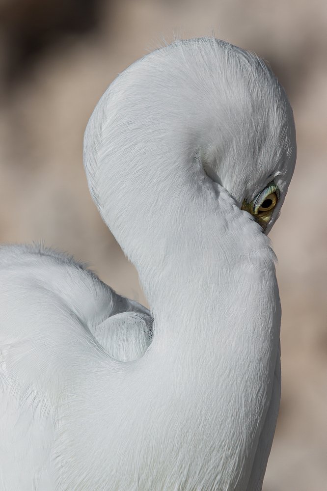 Египетская цапля