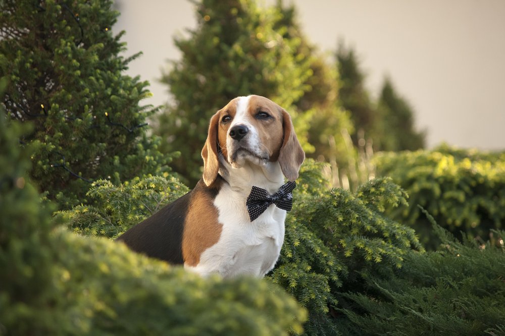 Мистер Бигль