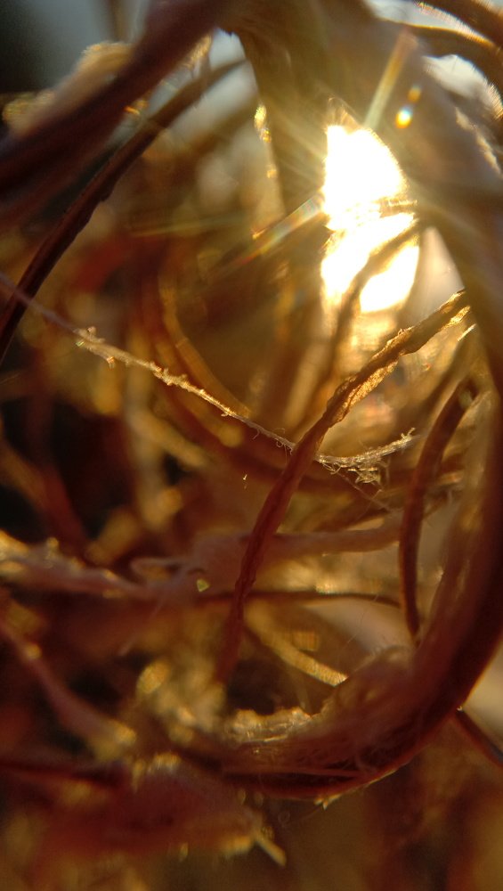 В солнечных лучах