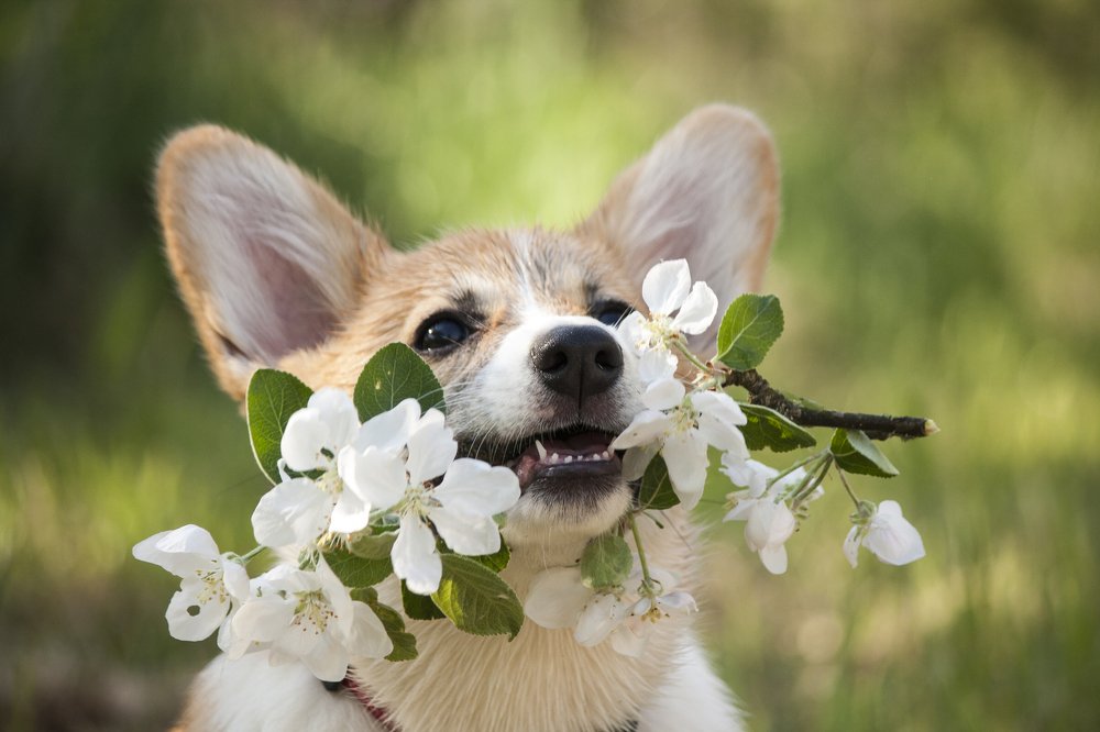 Весна идёт! Весне дорогу!