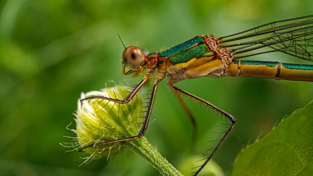Photograph by Назарий Гандей