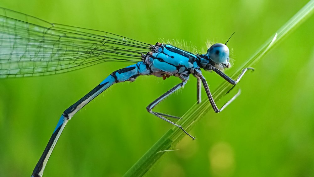 Photograph by Назарий Гандей