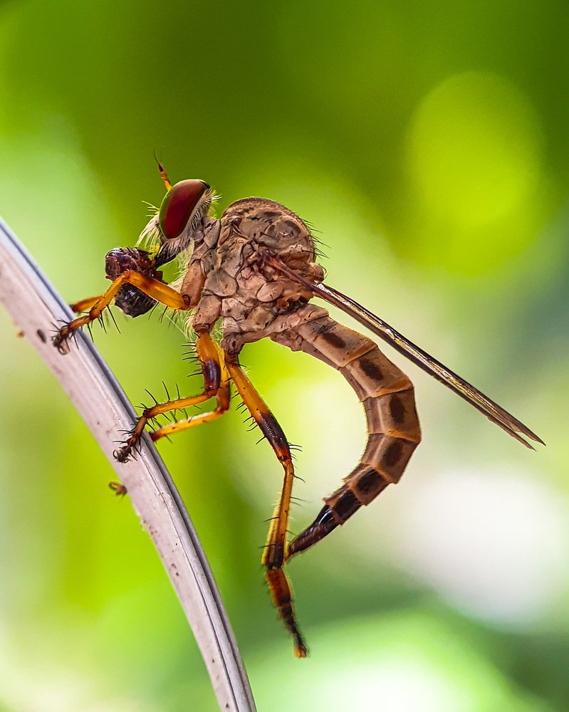 The insect is eating